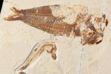 Cretaceous Predatory Fish (Eurypholis) - Hakel, Lebanon #163100-2